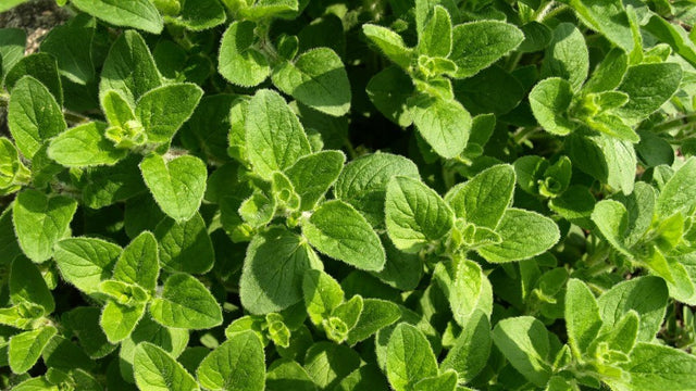 ANTIBIÓTICOS NATURALES EFICACES Y RECOMENDABLES